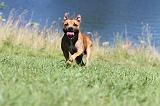 STAFFIE 081